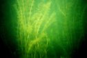 Fishlake lake grass